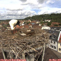 11_35-nest.jpg