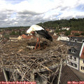 11_40-nest.jpg