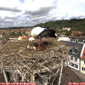 11_45-nest.jpg