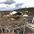 11_50-nest.jpg