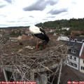 11_55-nest.jpg