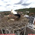 12_00-nest.jpg