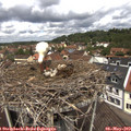 12_10-nest.jpg