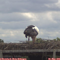 12_15-mast.jpg