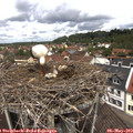 12_15-nest.jpg