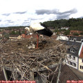12_20-nest.jpg