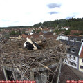 12_25-nest.jpg