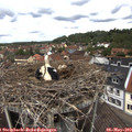 12_35-nest.jpg
