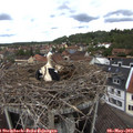 12_40-nest.jpg
