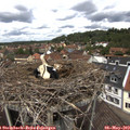 12_45-nest.jpg