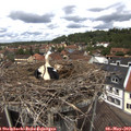 12_50-nest.jpg