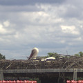 12_55-mast.jpg