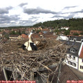 12_55-nest.jpg