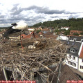 13_00-nest.jpg