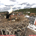 13_10-nest.jpg
