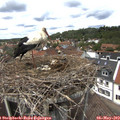 13_15-nest.jpg