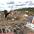 13_20-nest.jpg
