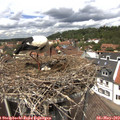 13_25-nest.jpg