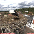 13_30-nest.jpg