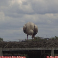 13_35-mast.jpg