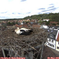 13_35-nest.jpg