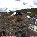 13_40-nest.jpg