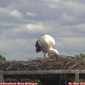 13_45-mast.jpg