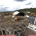 13_45-nest.jpg