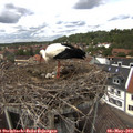 13_50-nest.jpg