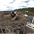 13_55-nest.jpg