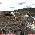 14_00-nest.jpg