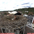 14_05-nest.jpg