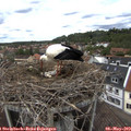 14_10-nest.jpg