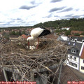 14_15-nest.jpg