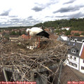 14_20-nest.jpg