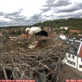 14_25-nest.jpg