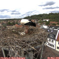 14_30-nest.jpg