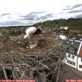 14_35-nest.jpg