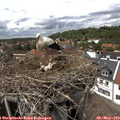 14_40-nest.jpg
