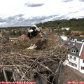 14_50-nest.jpg