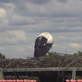 14_55-mast.jpg