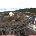 15_00-nest.jpg
