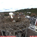 15_05-nest.jpg