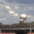 15_10-mast.jpg