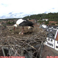 15_10-nest.jpg