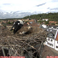 15_15-nest.jpg