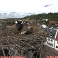 15_20-nest.jpg