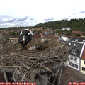 15_25-nest.jpg