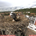 15_30-nest.jpg
