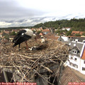 15_35-nest.jpg